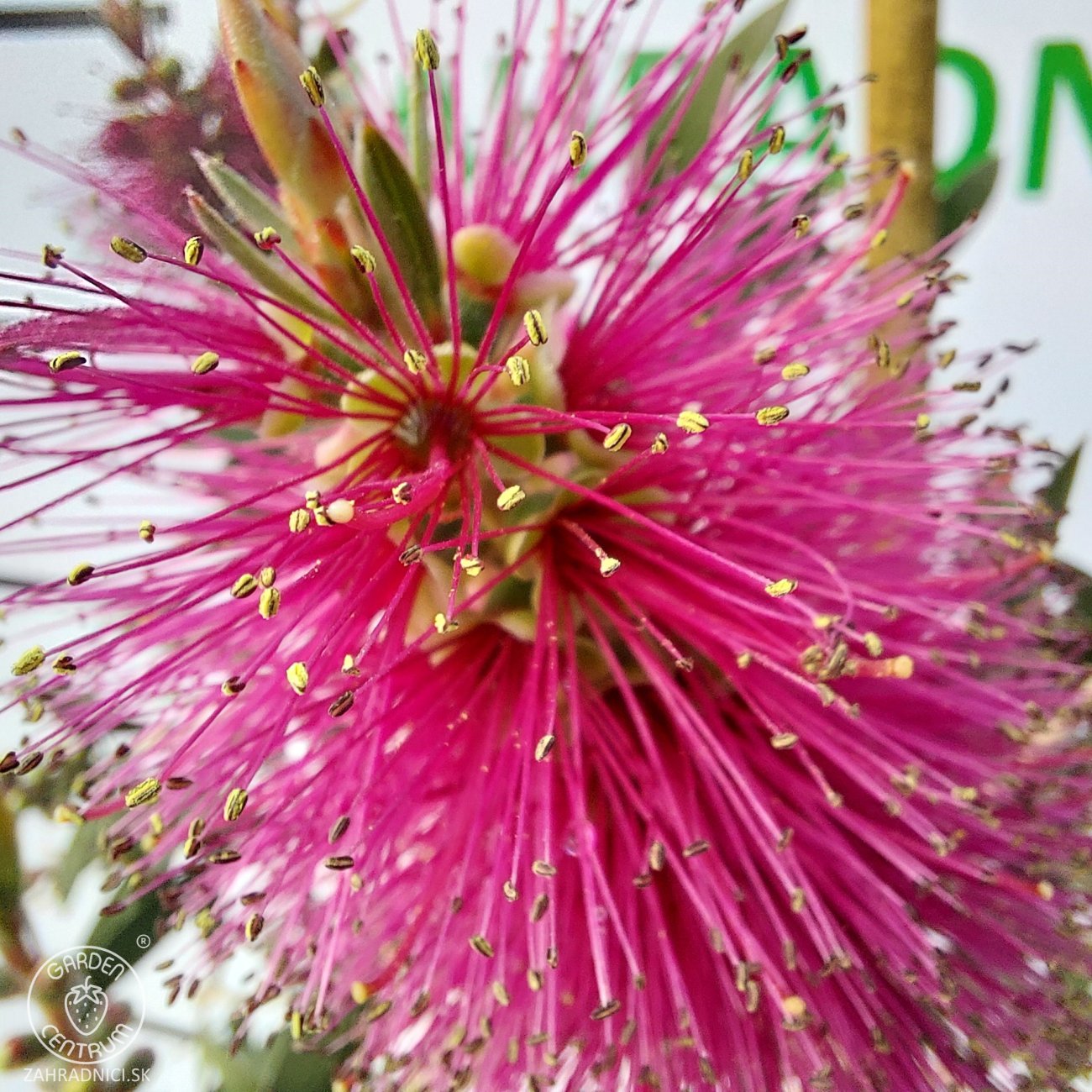 Obrázok Tyčinkovec (Callistemon citrinus) ´VIOLACEUS´ - výška 270-290 cm, kont. C15L - NA KMIENKU, ružový